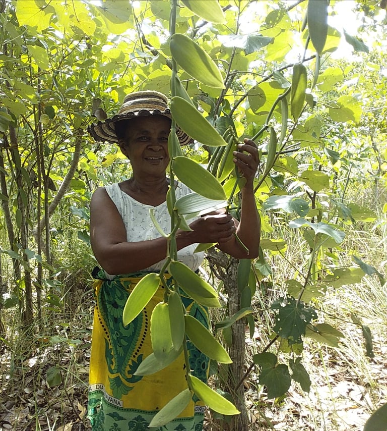 Producteur de vanille de Madagascar dans la plantation